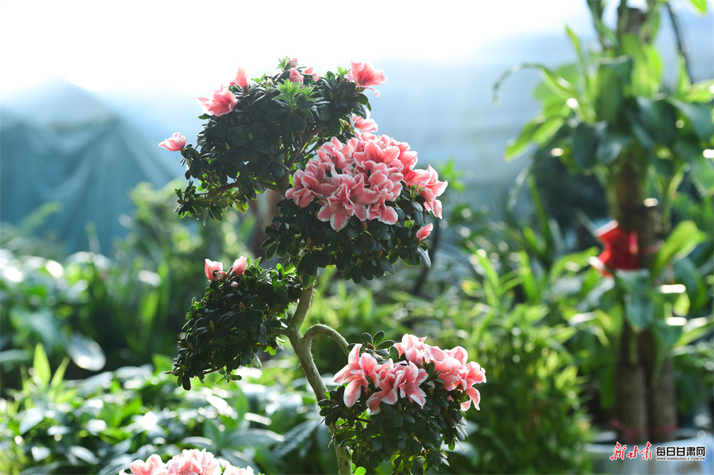寒冬时节敦煌百花绽放引客来