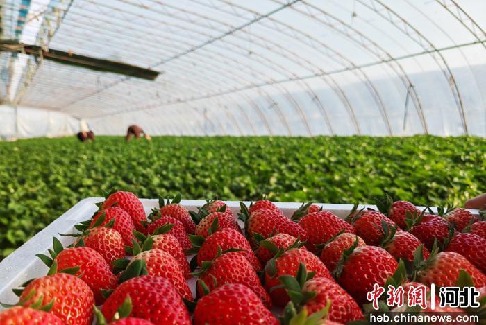 农户采摘草莓。 赵端 摄