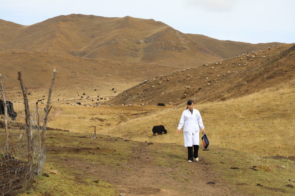 王蒋艳在甘南的牧场行走　新华社记者　梁军　摄