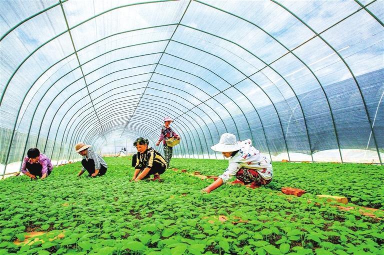 马铃薯原原种生产基地 罗光辉