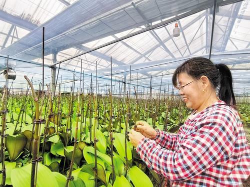 近日，流平寺村兰花基地技术员李有粉正在为吐新芽的蝴蝶兰固定造型。 本报记者 刘雅静摄
