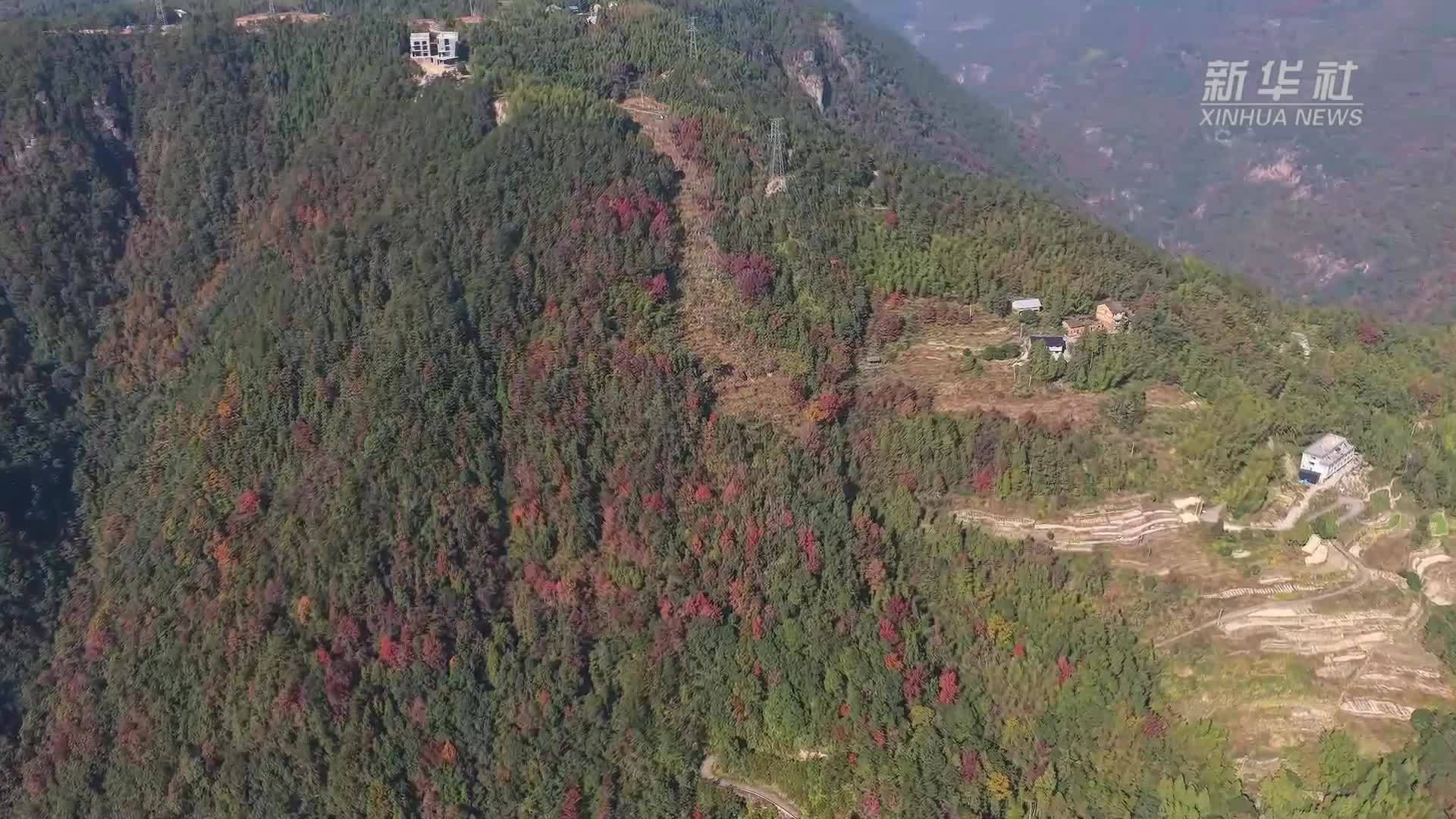 浙江文成：漫步山野古道间 邂逅红枫绚烂时