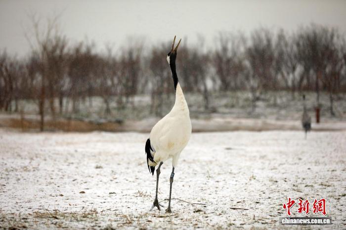“京津冀最美湿地”衡水湖:银装素裹候鸟嬉雪