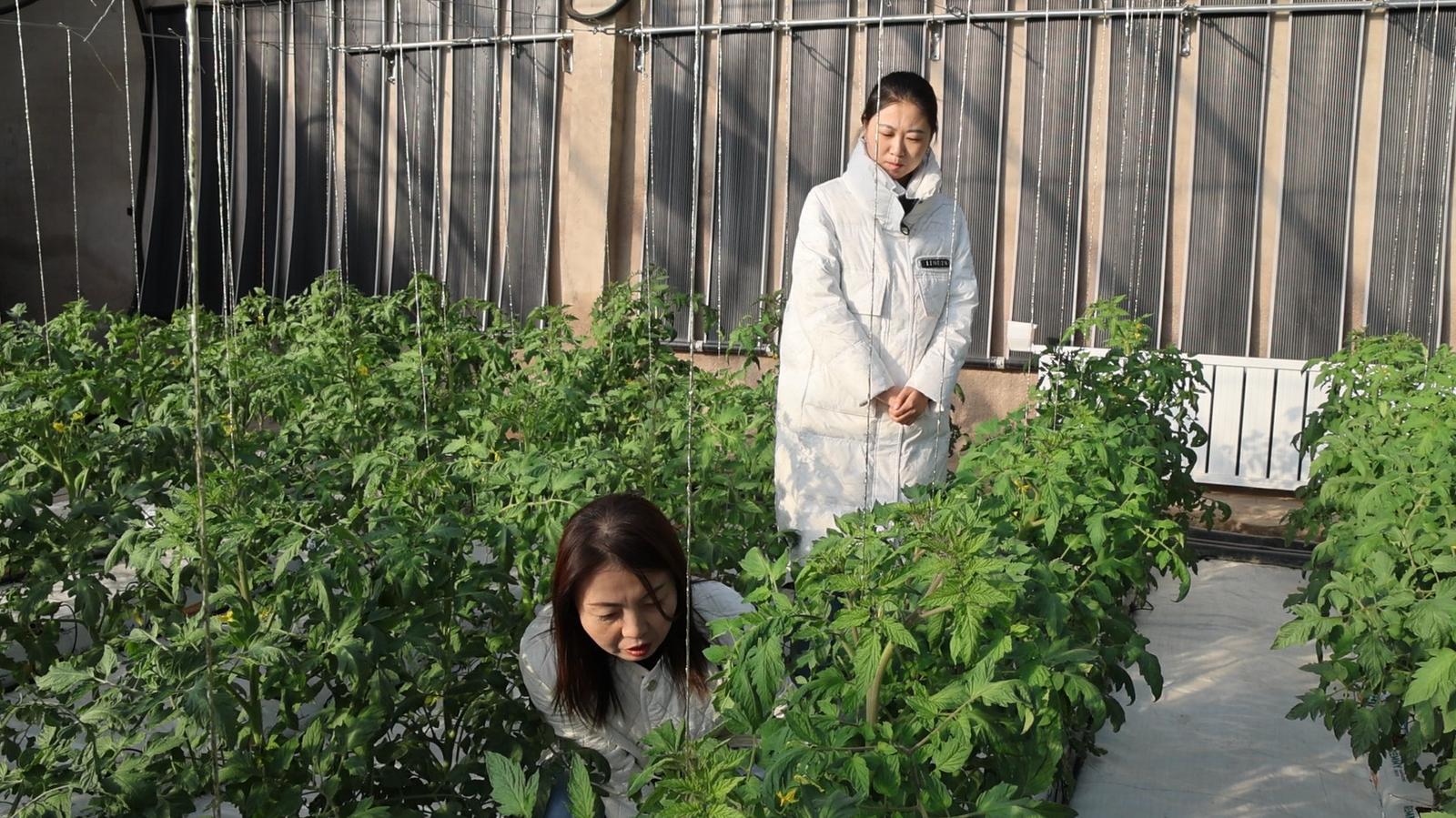 △张晓燕正蹲在番茄椰糠栽植架旁,细心察看植株长势。