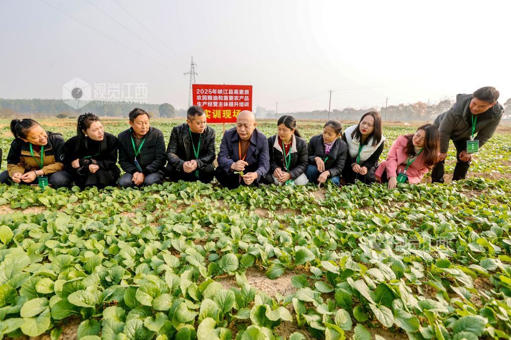 2025年12月9日，在江西省吉安市峡江县高素质农民实训基地，学员在学习双低油菜种植技术。