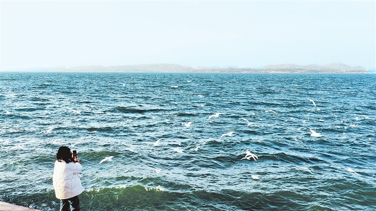 游客在丹江口水库观看海鸥。郝凯 摄