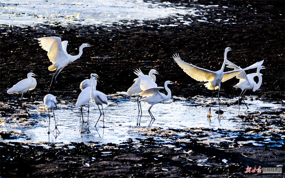 敦煌:白鹭党河边迎风舞