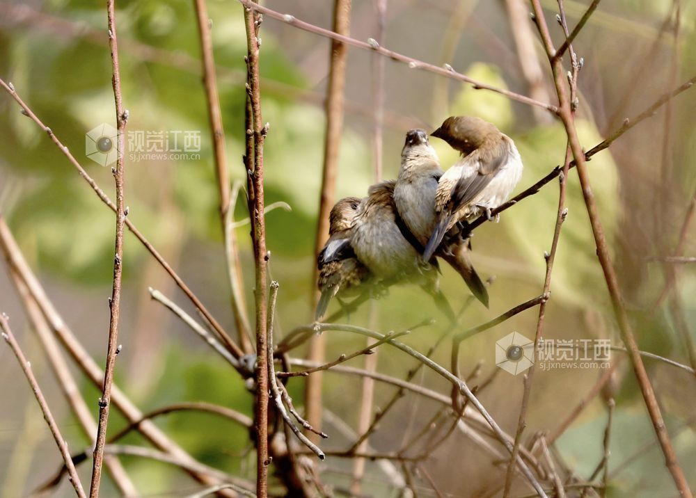 2025年12月11日，江西省分宜县钤阳湖畔山下林场小微湿地，数只小巧玲珑的白腰文鸟在芦苇和树枝间穿梭跳跃，时而欢快觅食，时而栖息枝娅间嬉戏。