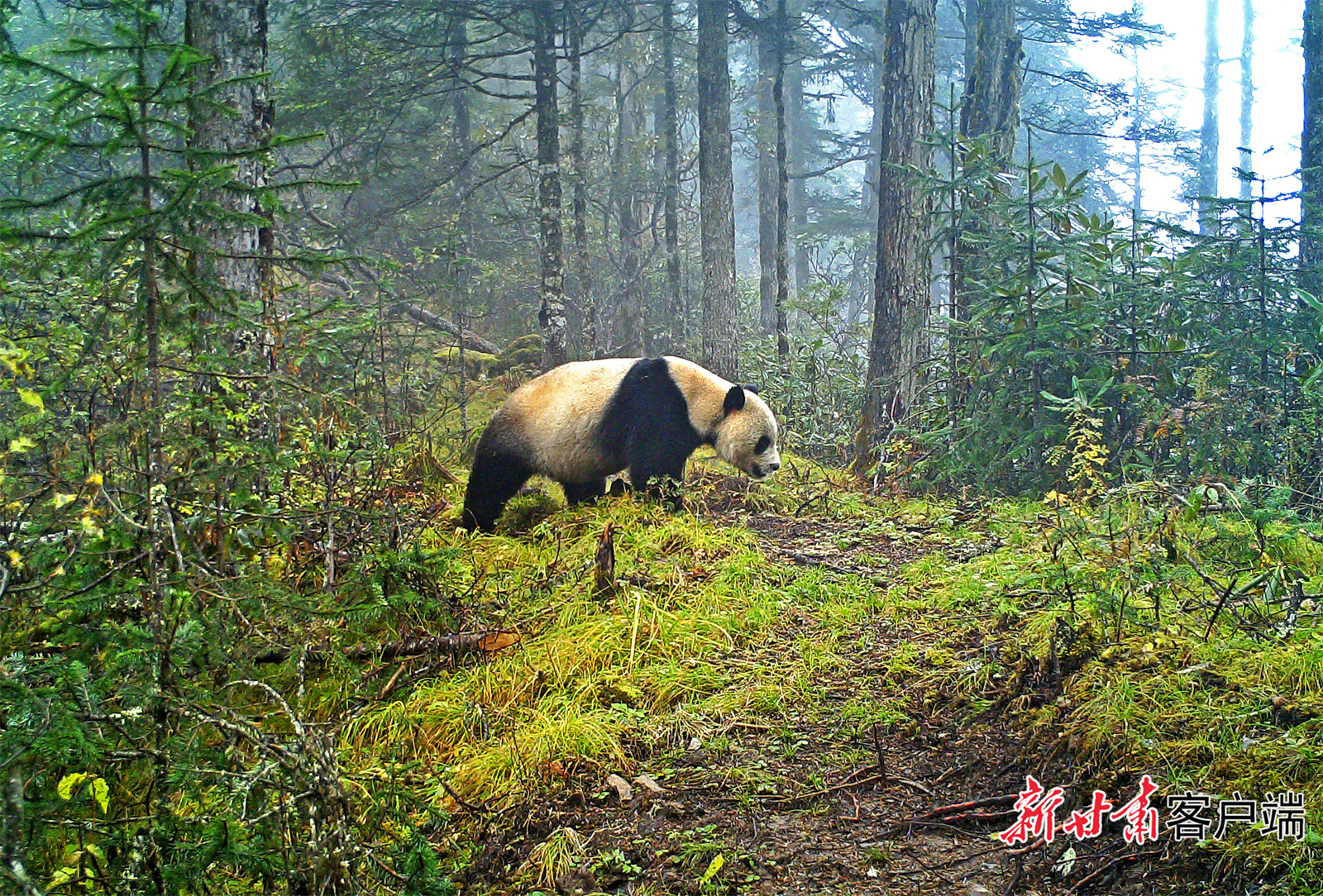 大熊猫国家公园甘肃片区拍摄到的大熊猫　视频和图片由大熊猫国家公园甘肃管理局提供