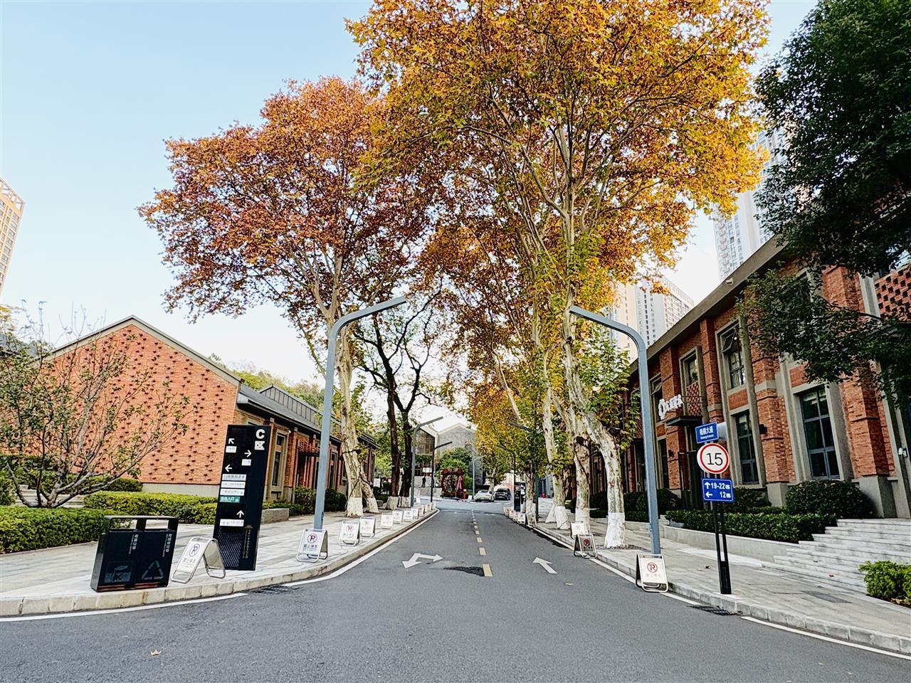 小龟山金融文化公园道路两侧梧桐已黄