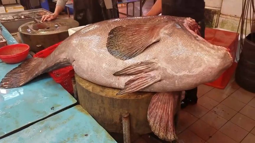 鱼王分解两百斤的大石斑鱼，真是开眼界了，鱼腩好厚，如何烹饪最好吃？