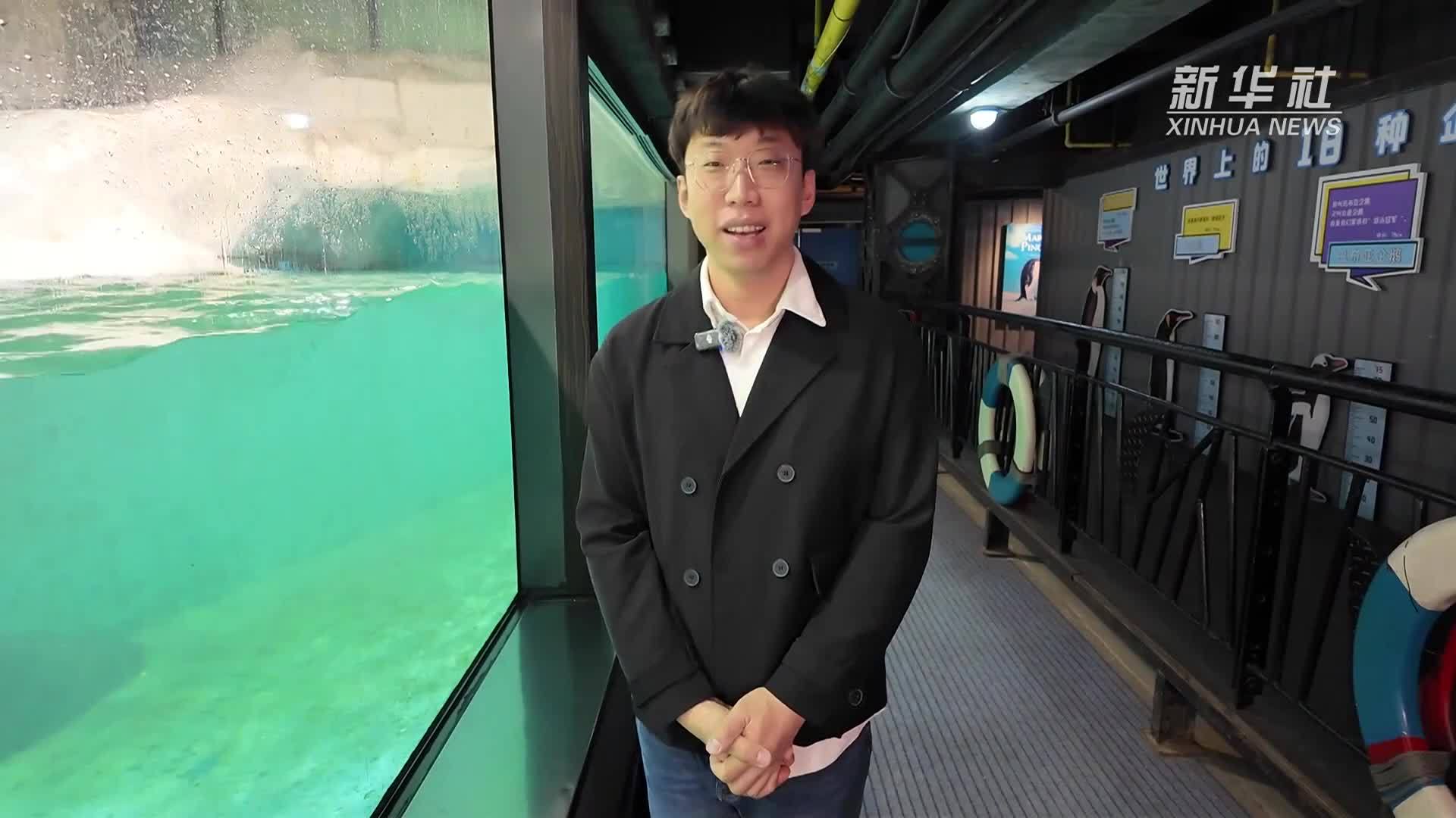 企鹅繁育季 一起探访大连圣亚海洋世界企鹅岛