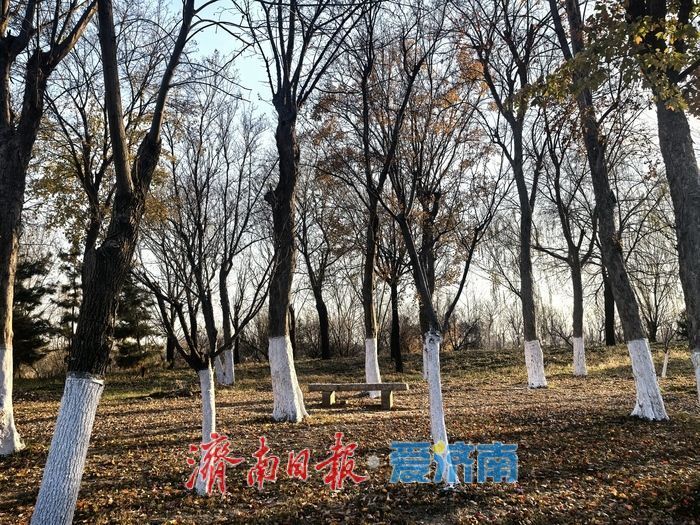 风过苇梢,湖映冬阳 济西湿地的冬日限定美好