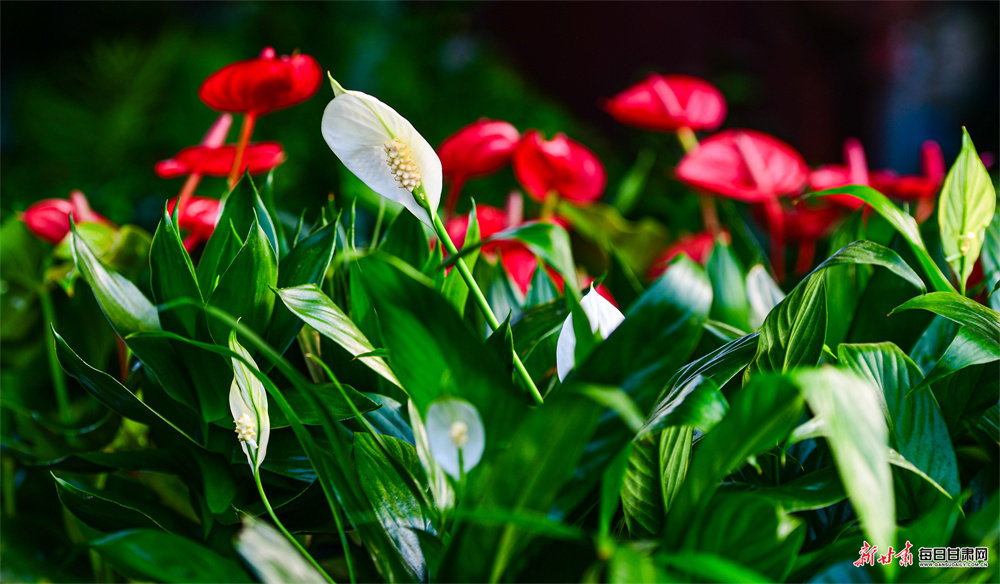 寒冬时节敦煌百花绽放引客来