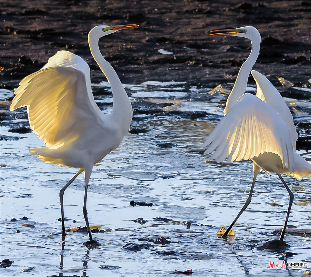 敦煌:白鹭党河边迎风舞