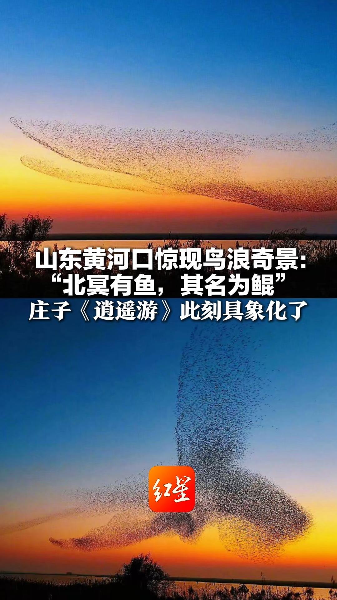 山东黄河口惊现鸟浪奇景：“北冥有鱼，其名为鲲”庄子《逍遥游》此刻具象化了 网友：古人的想象从不虚构