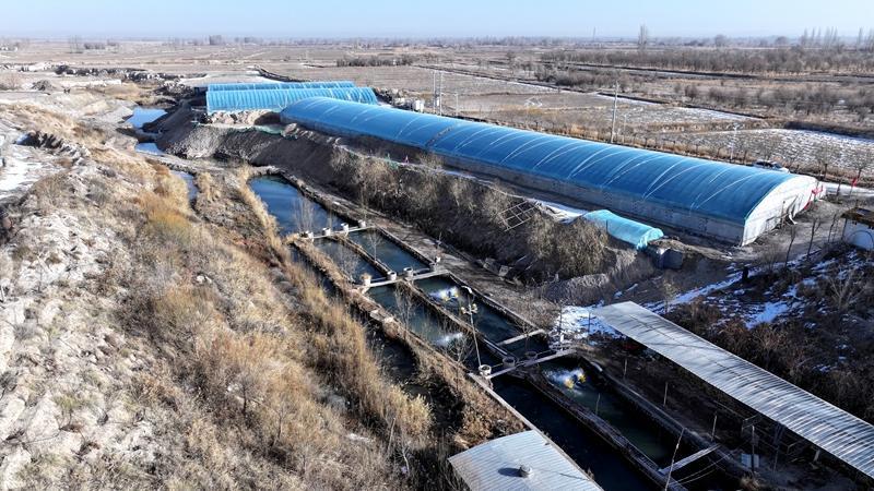 虾兵蟹将游出戈壁滩　甘肃临泽玩转“殖”富高端局