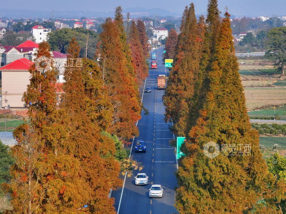 12月7日，江西省吉安市泰和县苏溪镇模山村四好农村公路，泛黄的行道树与笔直的柏油路相映成景，壮美如画。