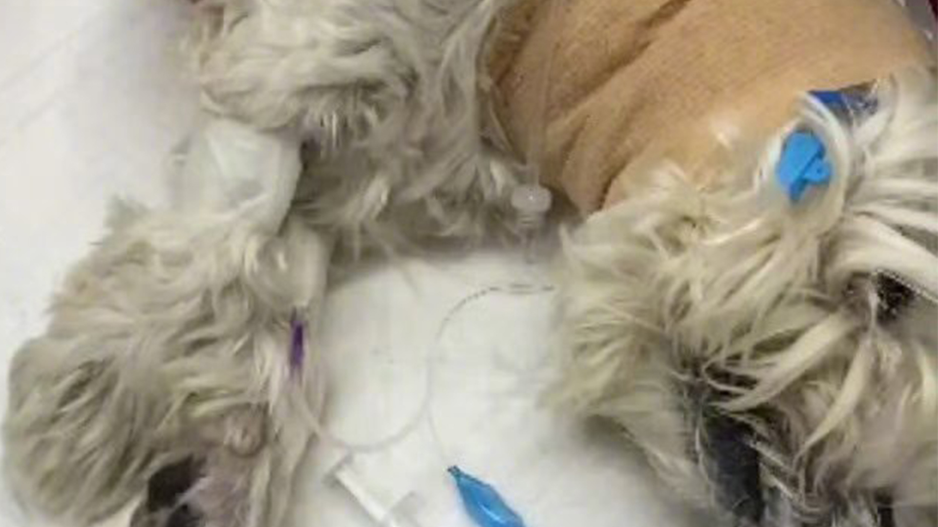 9条宠物犬中毒死亡！北京首例宠物中毒公诉案一审宣判：被告人构成投放危险物质罪，获刑4年