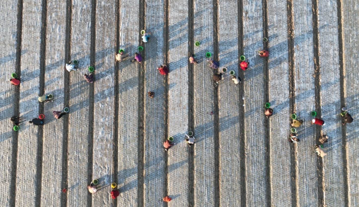 “致富田”迎丰年,丰县特色产业孕育增收新希望