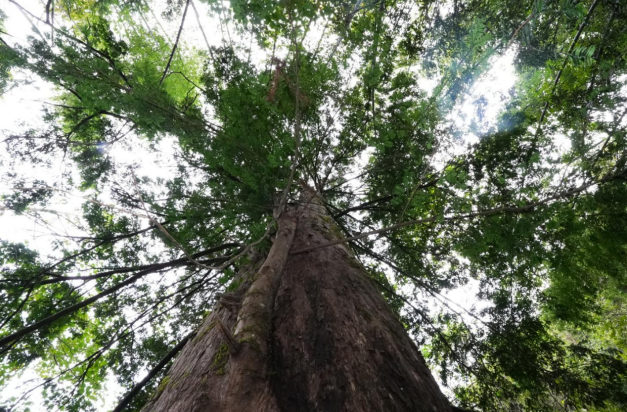 江西铜鼓:守护百万红豆杉 绘就生态富民好“丰”景
