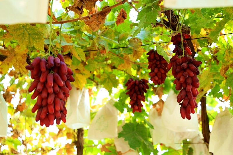 甘肃临泽甜蜜产业好丰景　开启冬日“萄”醉时光