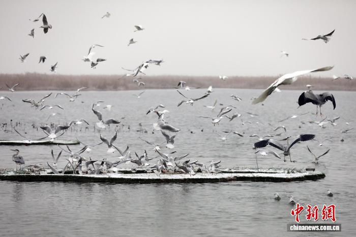 “京津冀最美湿地”衡水湖:银装素裹候鸟嬉雪