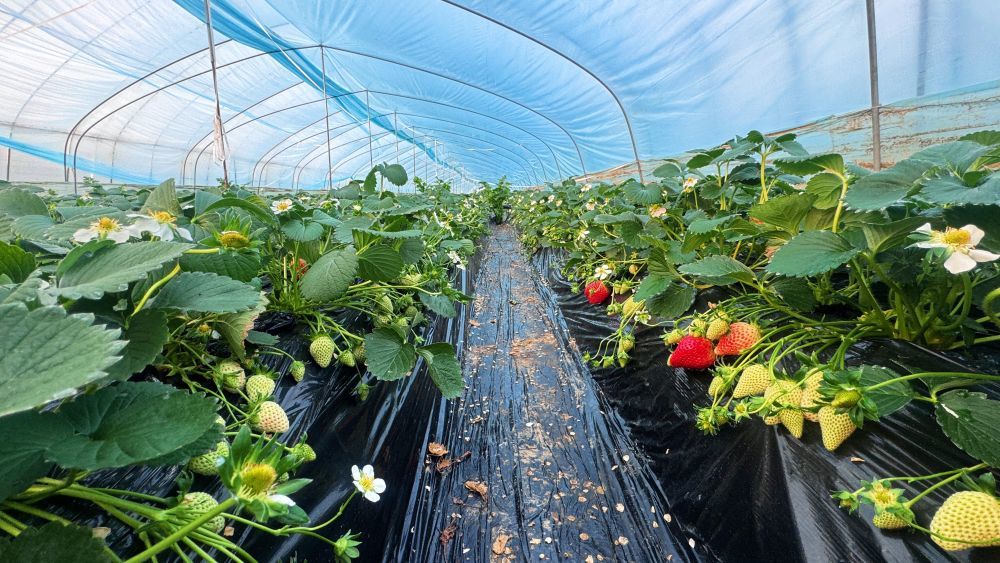 圖為眉縣槐芽鎮(zhèn)槐西村的日光溫室草莓大棚 席彥兵攝