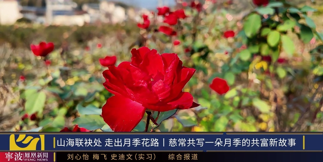 山海联袂处 走出月季花路|慈常共写一朵月季的共富新故事