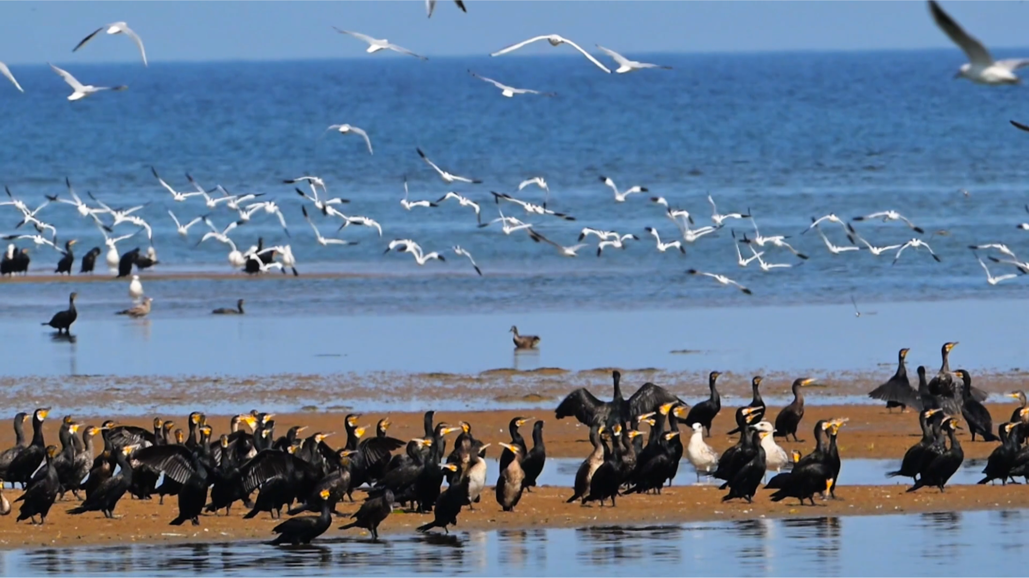 候鸟在浅滩嬉戏（央广网见习记者 张润 摄）