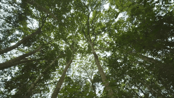 遂川湿地成“越冬酒店” 23只鸳鸯组团“度假”(图)