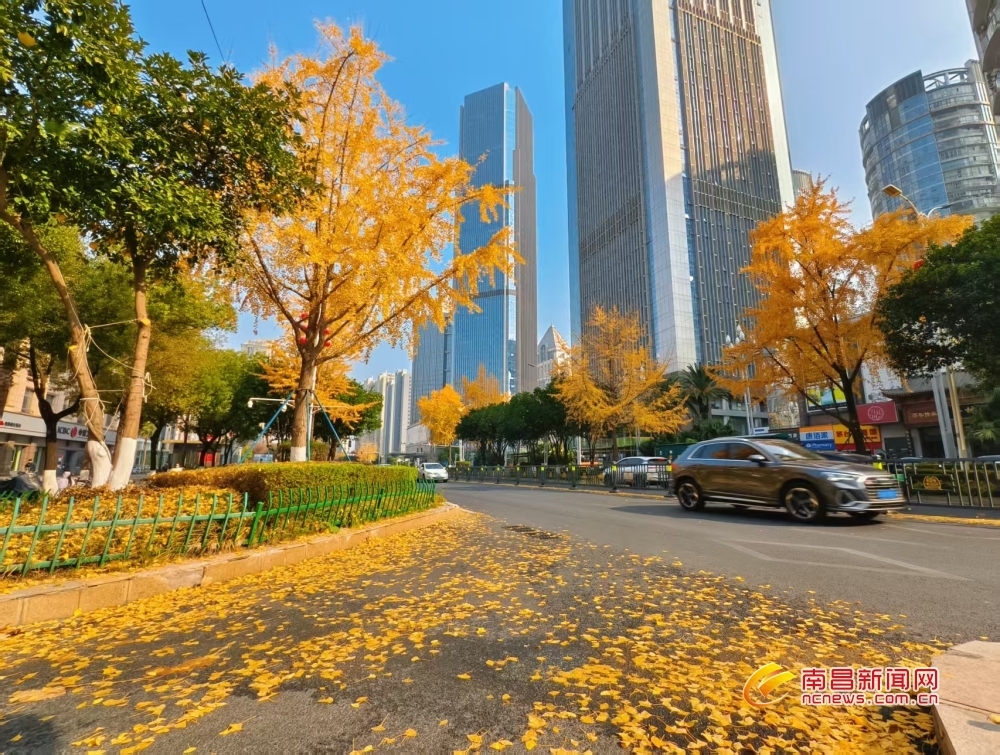 南昌：银杏金黄入画来（图）