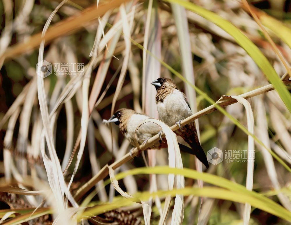 白腰文鸟时而欢快觅食，时而栖息枝娅间嬉戏，构成一幅和谐美丽的生态画卷。