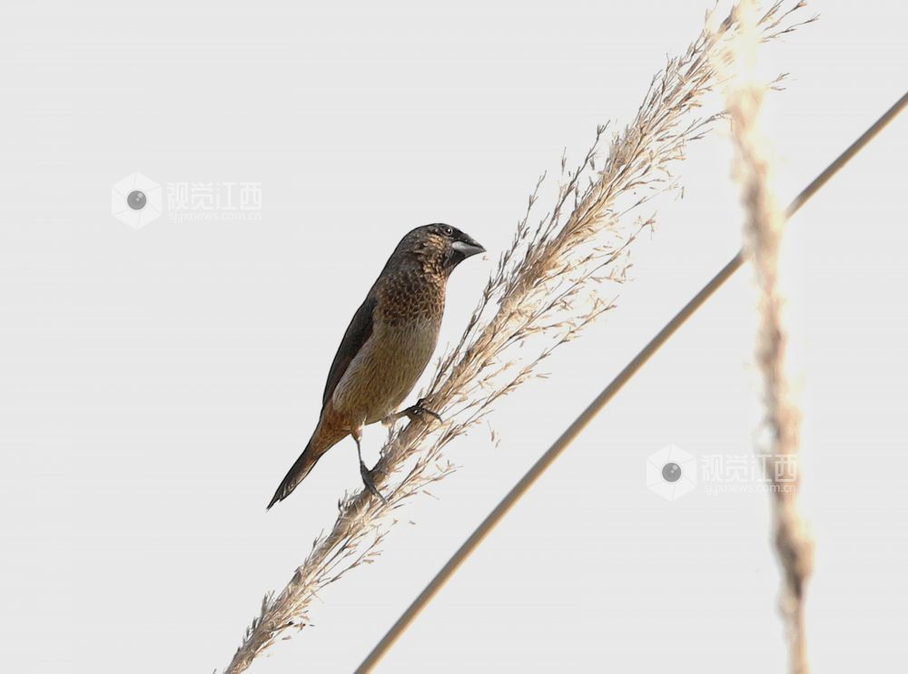 白腰文鸟时而欢快觅食，时而栖息枝娅间嬉戏，构成一幅和谐美丽的生态画卷。