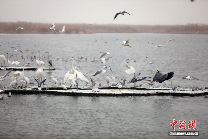 “京津冀最美湿地”衡水湖:银装素裹候鸟嬉雪