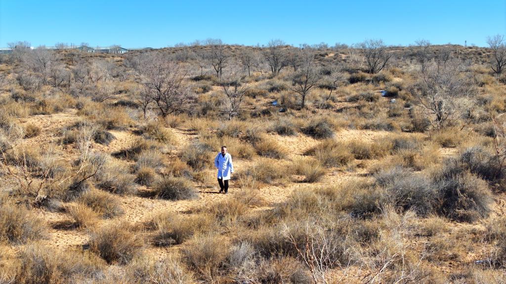 12月4日，张万泰行走在古浪县境内的腾格里沙漠南缘。新华社发