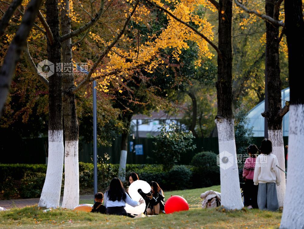 2025年12月6日，江西省分宜县钤山公园内，大小银杏树整齐排列，叶片在阳光的映照下闪烁着温暖的金色。慕名而来的游客和市民漫步其间，或驻足拍照，或与家人在落叶间嬉戏，尽享冬天的浪漫与惬意。