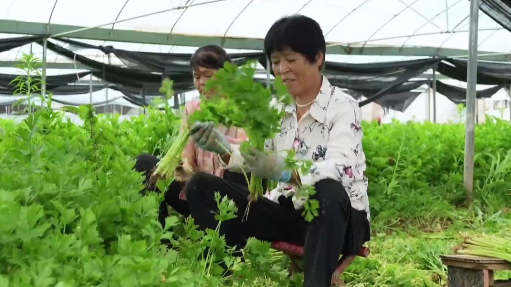 从传统菜篮到现代集群　甘肃灵台解锁产业升级密码