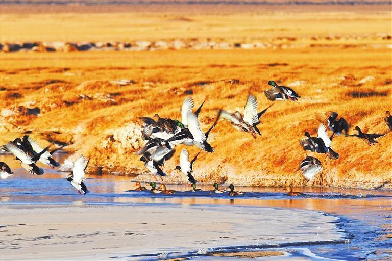 绿头鸭振翅掠过冰面　新甘肃·甘肃日报通讯员　色拥军