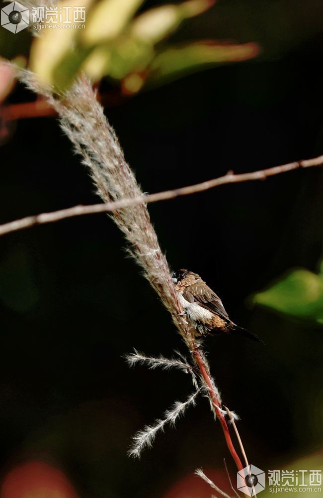 白腰文鸟时而欢快觅食，时而栖息枝娅间嬉戏，构成一幅和谐美丽的生态画卷。