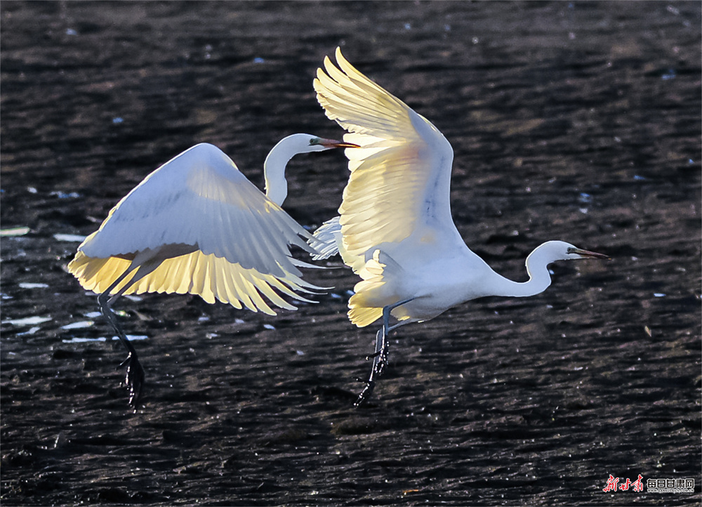 敦煌:白鹭党河边迎风舞
