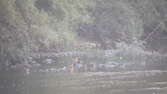 遂川湿地成“越冬酒店” 23只鸳鸯组团“度假”(图)