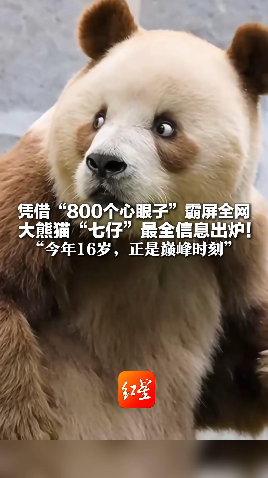 凭借“800个心眼子”霸屏全网 大熊猫“七仔”最全信息出炉！得名于《长江7号》 有个后妈叫珠珠“今年16岁，正是巅峰时刻”
