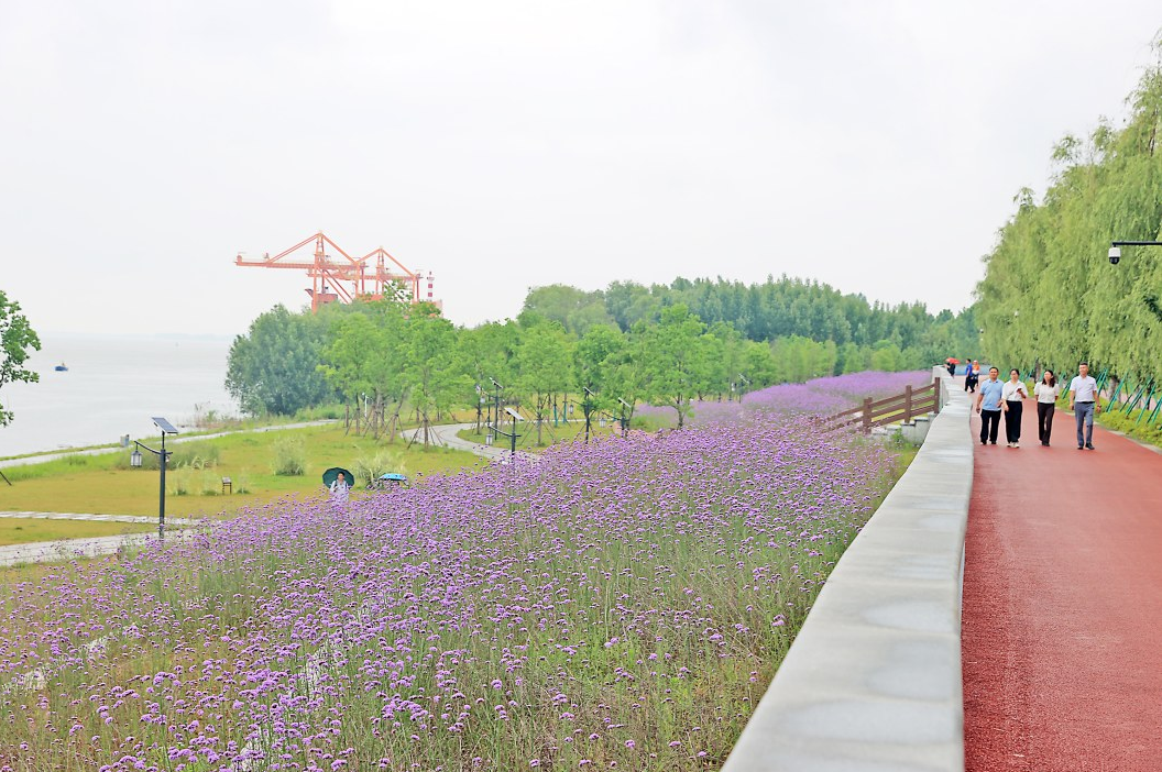 花团锦簇。（九江日报全媒记者 刘家 摄）