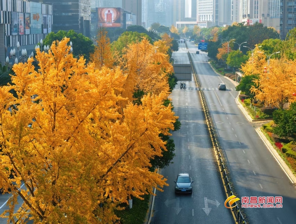 南昌：银杏金黄入画来（图）