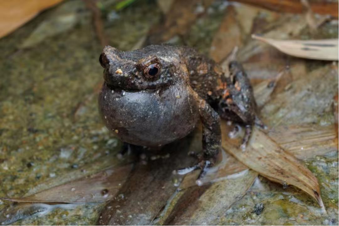 庐山角蟾在溪流附近裸露的岩石上鸣叫 摄影|沈德明