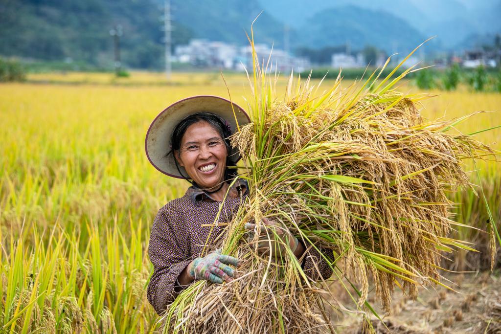 10月30日，广西靖西市禄峒镇大院村农民在收割晚稻。新华社发（赵京武摄）