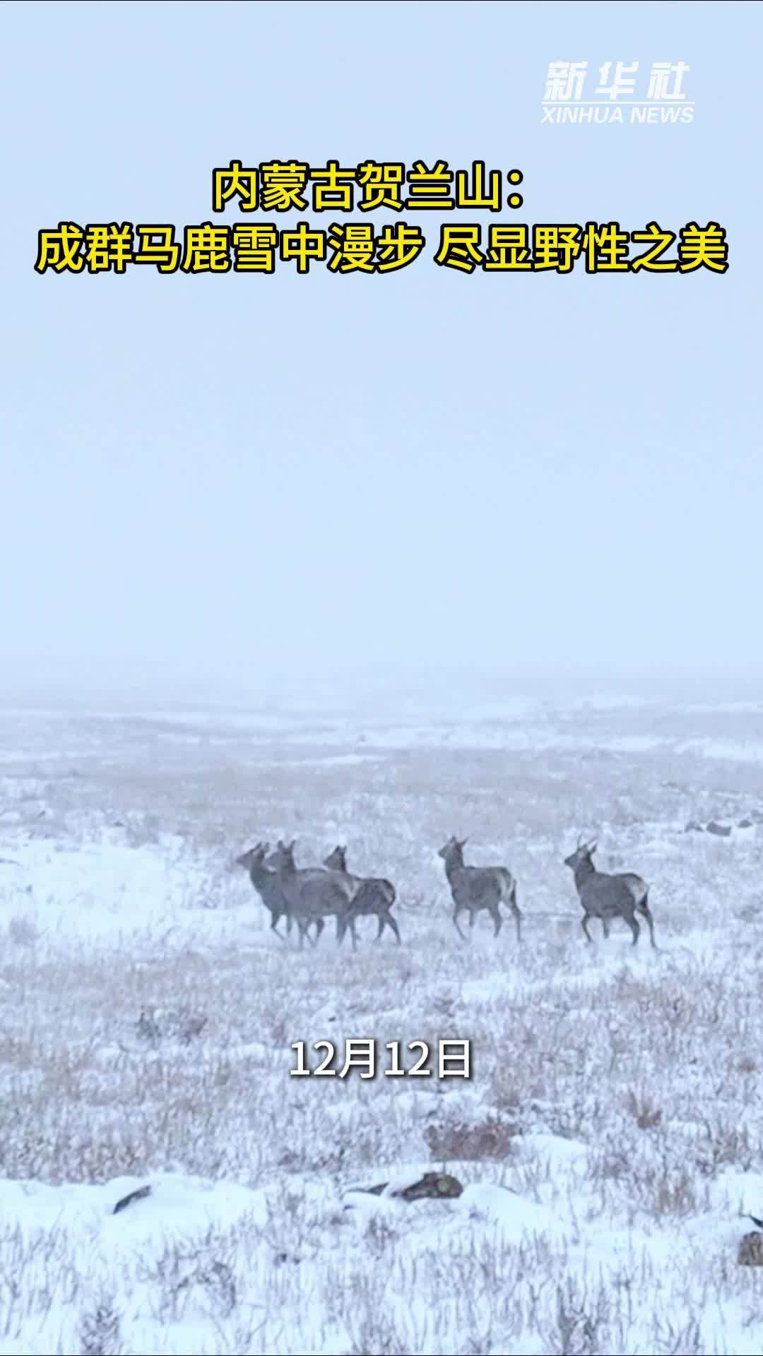 内蒙古贺兰山：成群马鹿雪中漫步 尽显野性之美