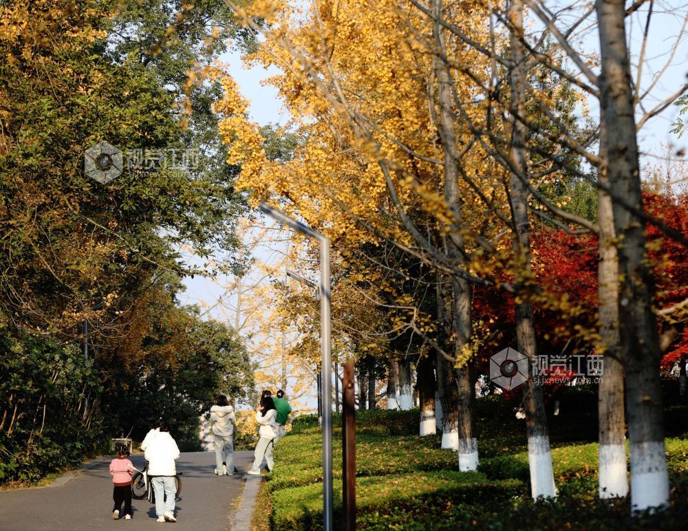 2025年12月6日，江西省分宜县钤山公园内，大小银杏树整齐排列，叶片在阳光的映照下闪烁着温暖的金色。慕名而来的游客和市民漫步其间，或驻足拍照，或与家人在落叶间嬉戏，尽享冬天的浪漫与惬意。