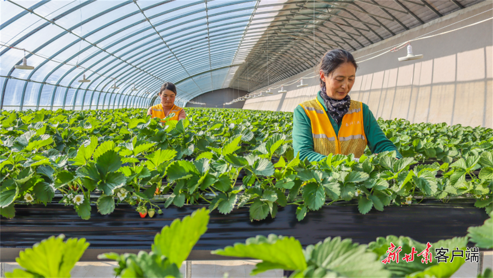 秦川现代农业产业园内草莓新鲜上市　本文图片均由新甘肃&middot;甘肃日报记者魏晓倩摄